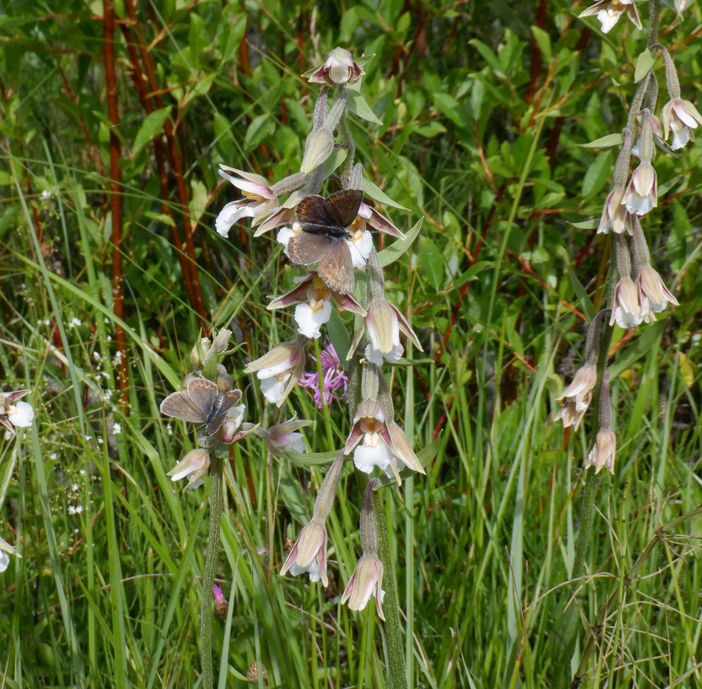 Изображение особи Epipactis palustris.