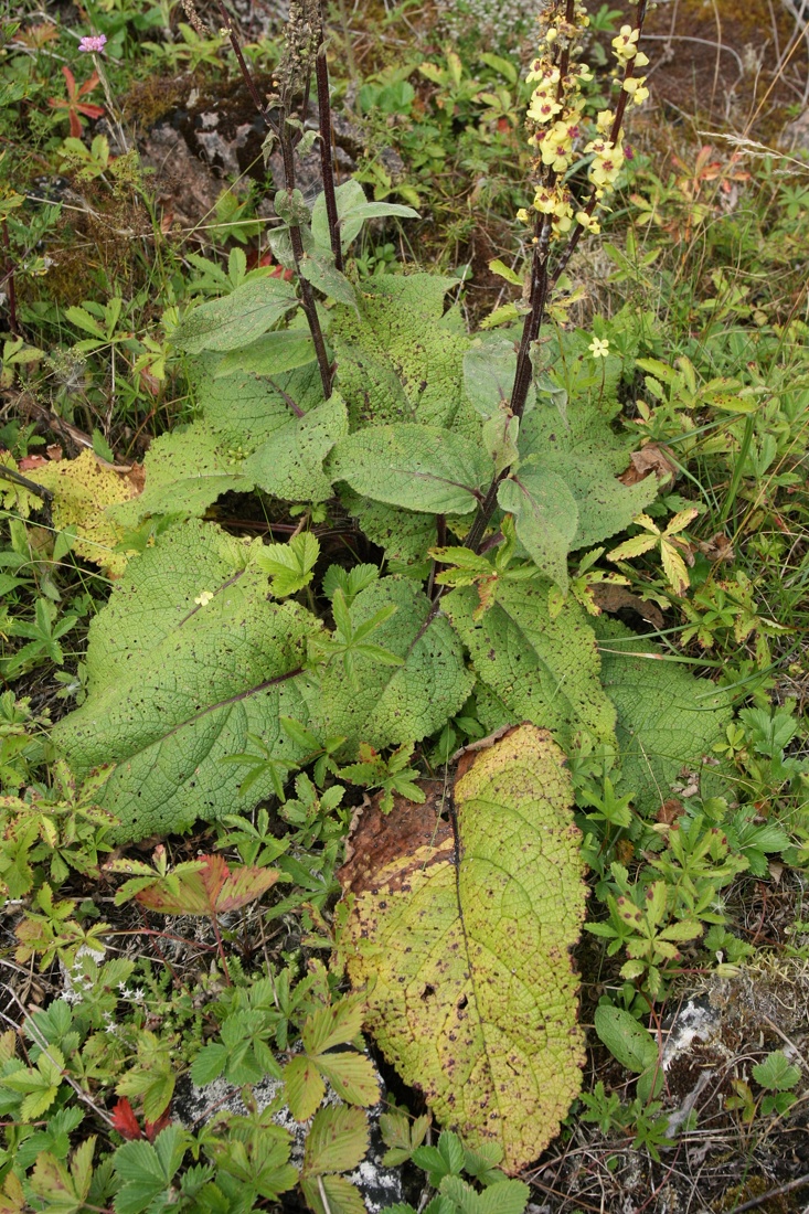 Изображение особи Verbascum nigrum.