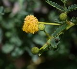 Vachellia hebeclada