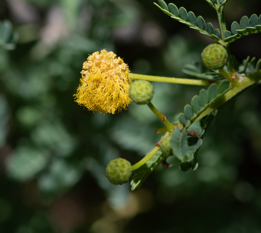 Изображение особи Vachellia hebeclada.