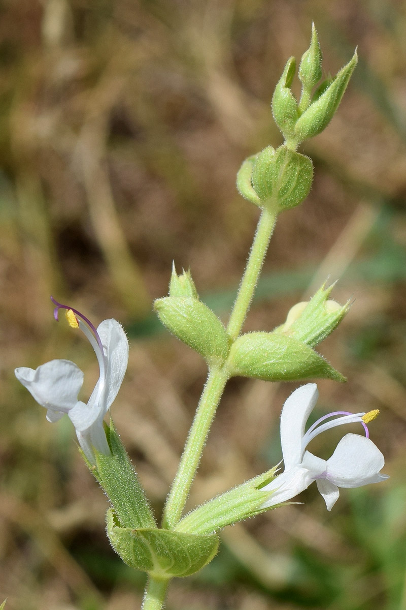Image of Salvia macrosiphon specimen.
