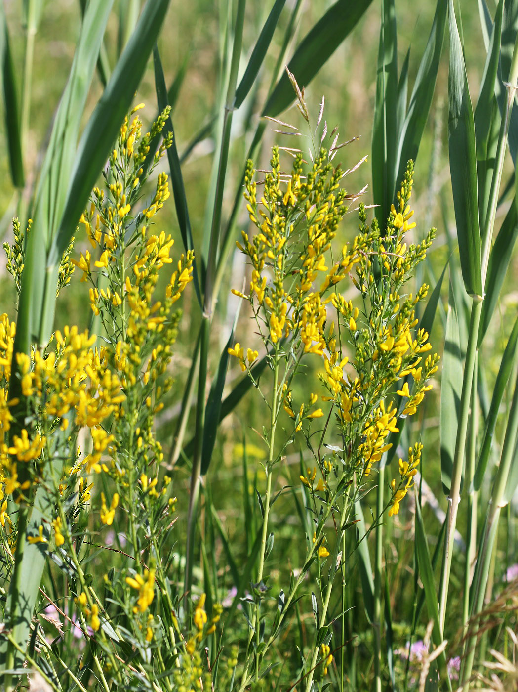 Image of Genista tinctoria specimen.