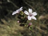 Plumbago europaea. Верхушка соцветия. Хорватия, Дубровник, побережье Адриатического моря, глинистый приморский склон. 29 августа 2010 г.