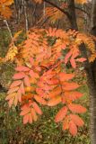 Sorbus aucuparia subspecies glabrata. Листья в осенней окраске. Мурманская обл., Кольский р-н, долина р. Титовка ниже автодороги А138 Мурманск — Печенга, окр. Мельничных водопадов, терраса на склоне долины, сырая опушка кустарничкового березняка. 23.09.2020.