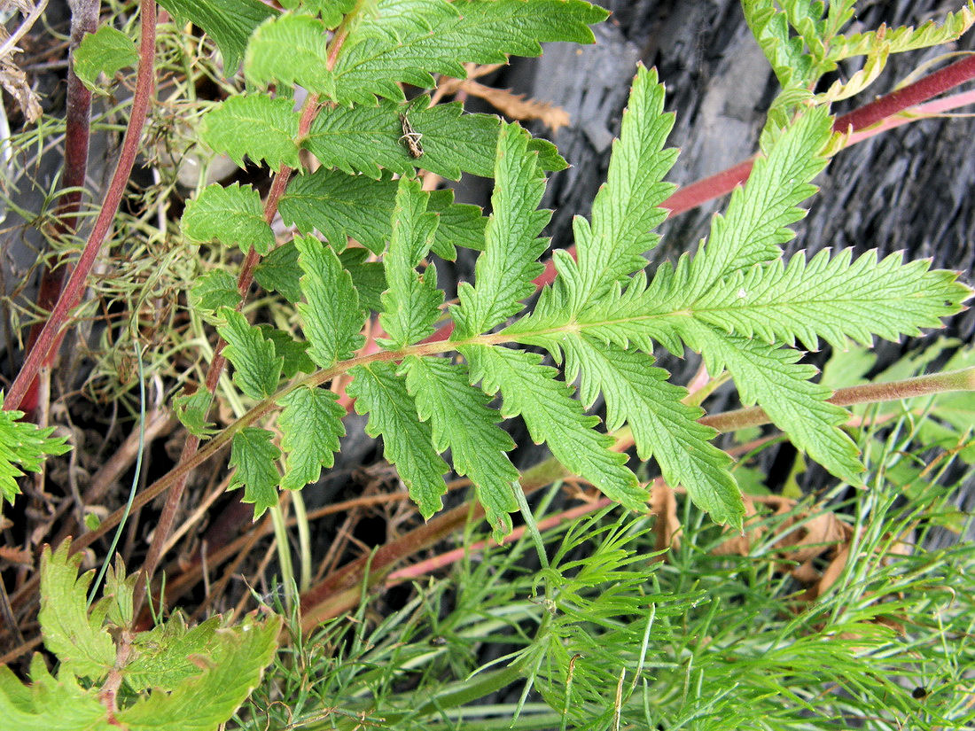 Изображение особи Potentilla acervata.