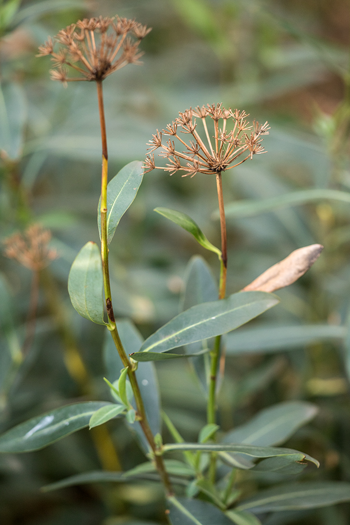 Изображение особи Bupleurum fruticosum.