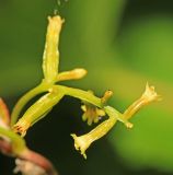 Dioscorea nipponica