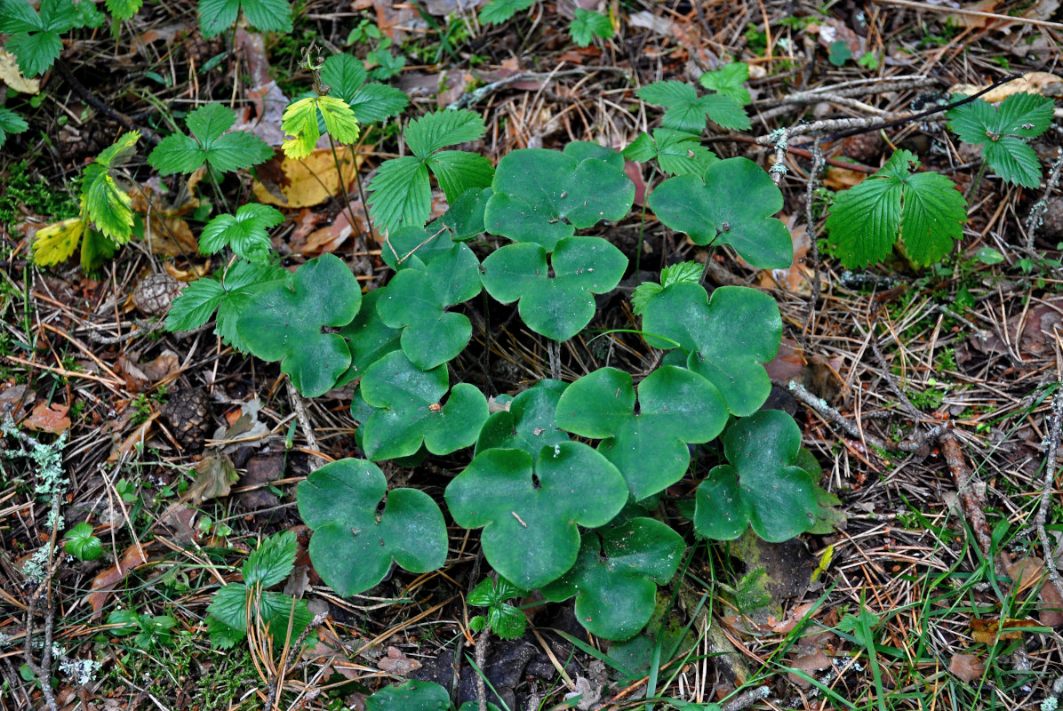 Image of Hepatica nobilis specimen.