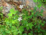 Geranium krylovii