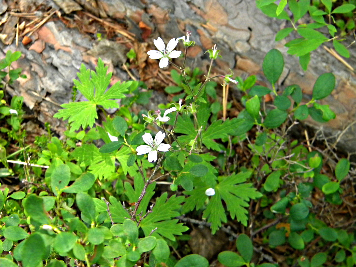 Изображение особи Geranium krylovii.