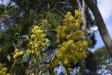 Acacia pycnantha