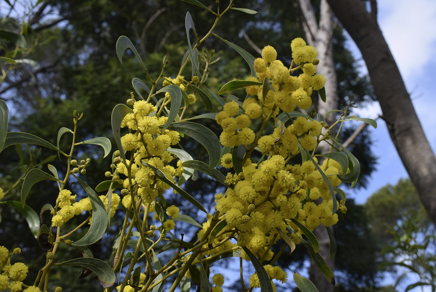 Изображение особи Acacia pycnantha.