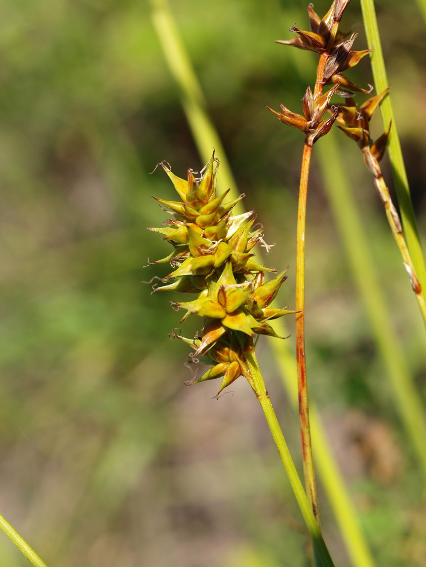 Image of Carex spicata specimen.