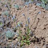 Myosotis micrantha