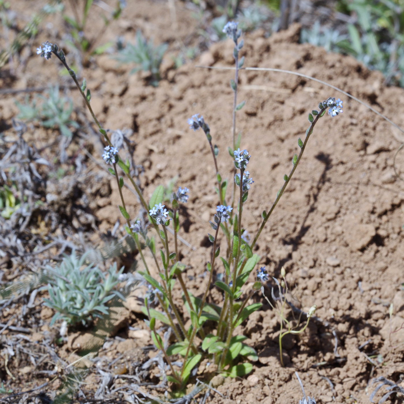 Image of Myosotis micrantha specimen.