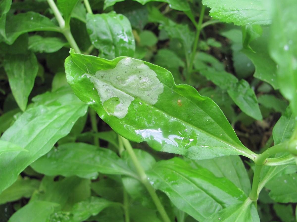 Image of Saponaria officinalis specimen.