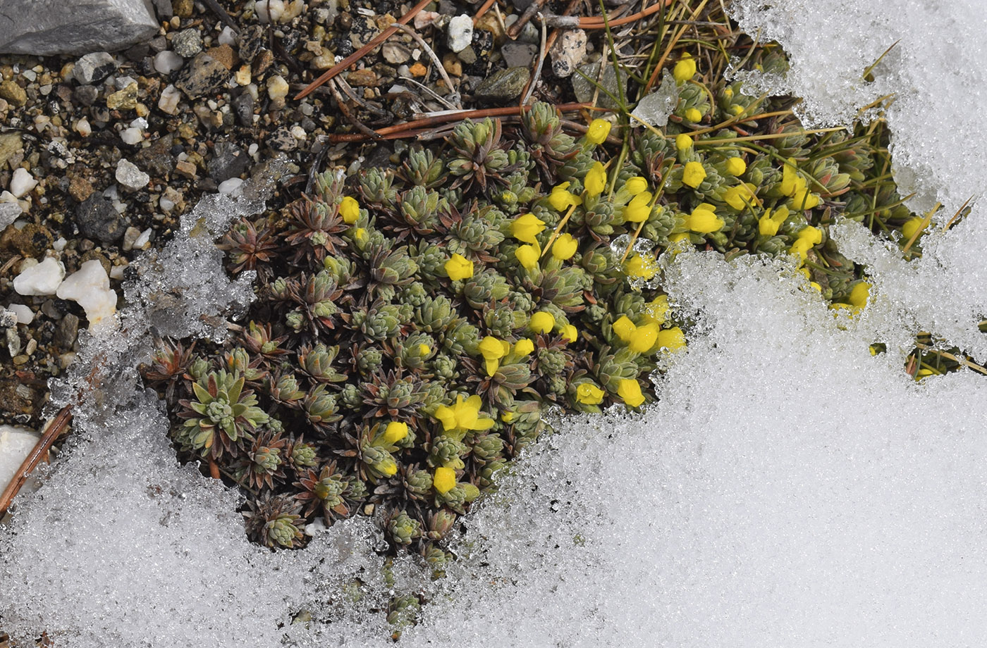 Image of Androsace vitaliana ssp. cinerea specimen.