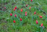 Tulipa suaveolens. Цветущие растения. Калмыкия, Приютненский р-н, берег оз. Маныч-Гудило, степь. 18.04.2021.