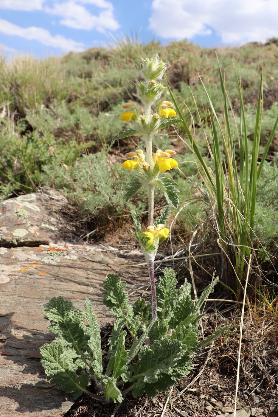 Image of Phlomoides ambigua specimen.