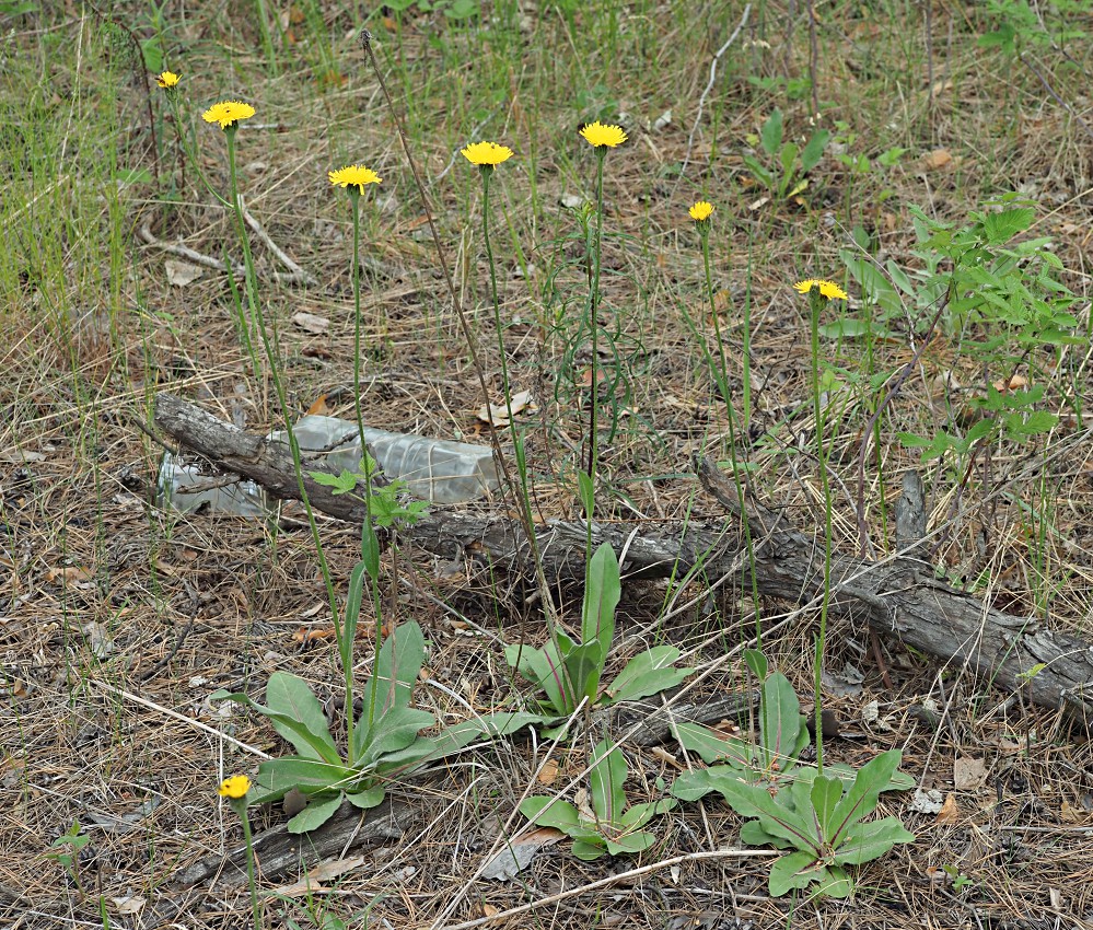 Изображение особи Trommsdorffia maculata.