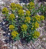 Euphorbia stepposa