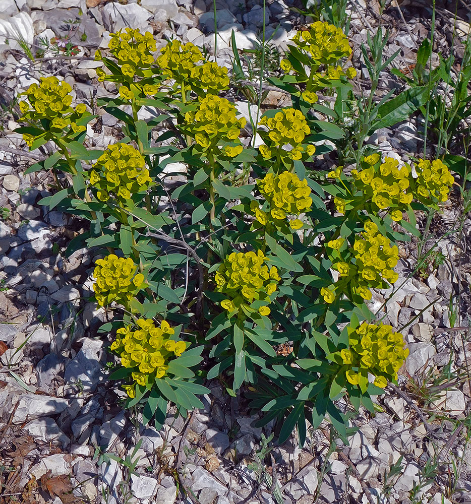 Image of Euphorbia stepposa specimen.