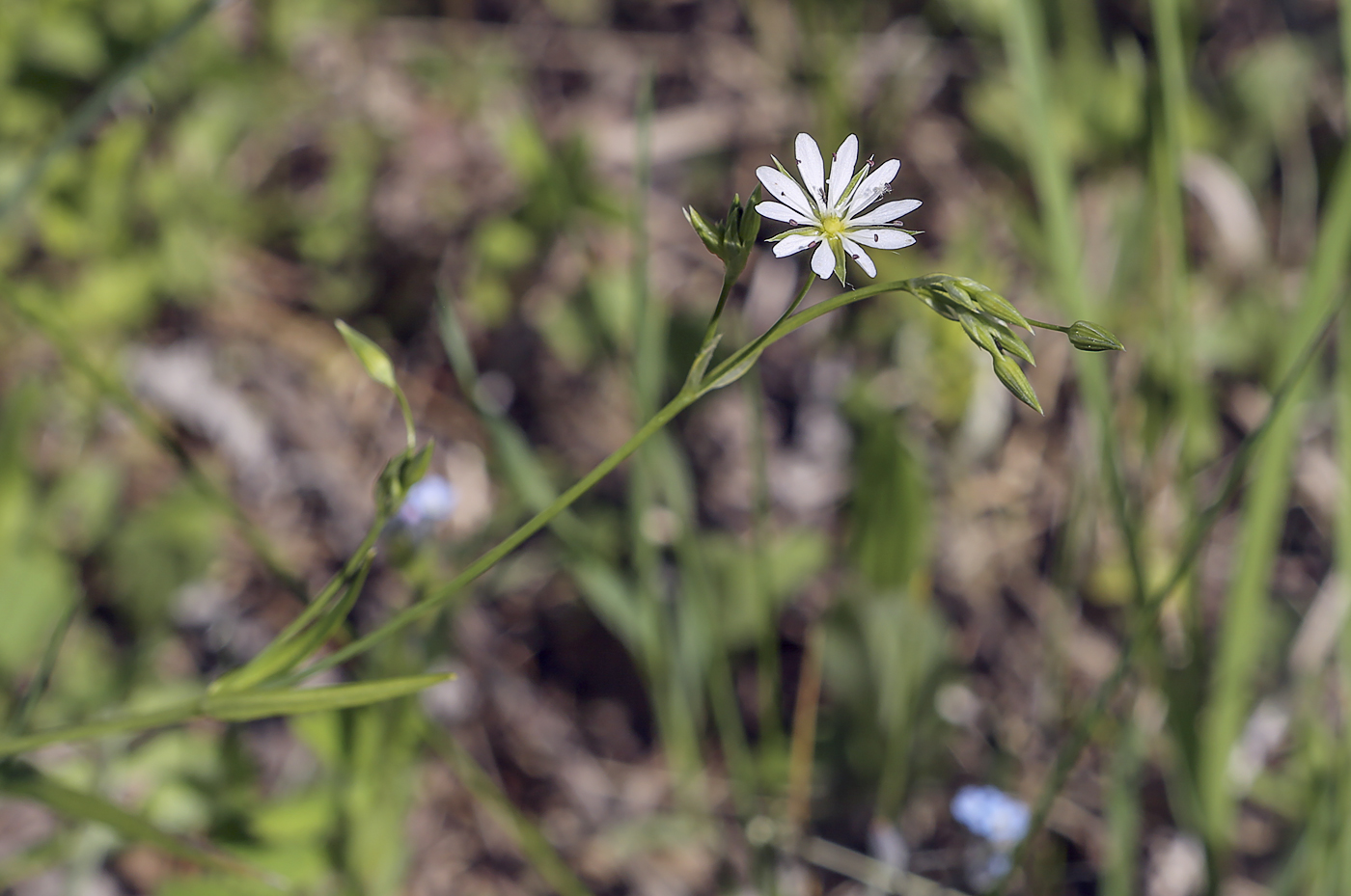 Image of Stellaria graminea specimen.