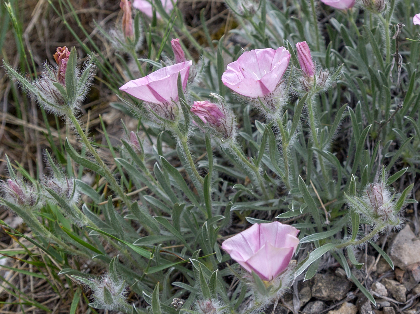 Изображение особи Convolvulus tauricus.