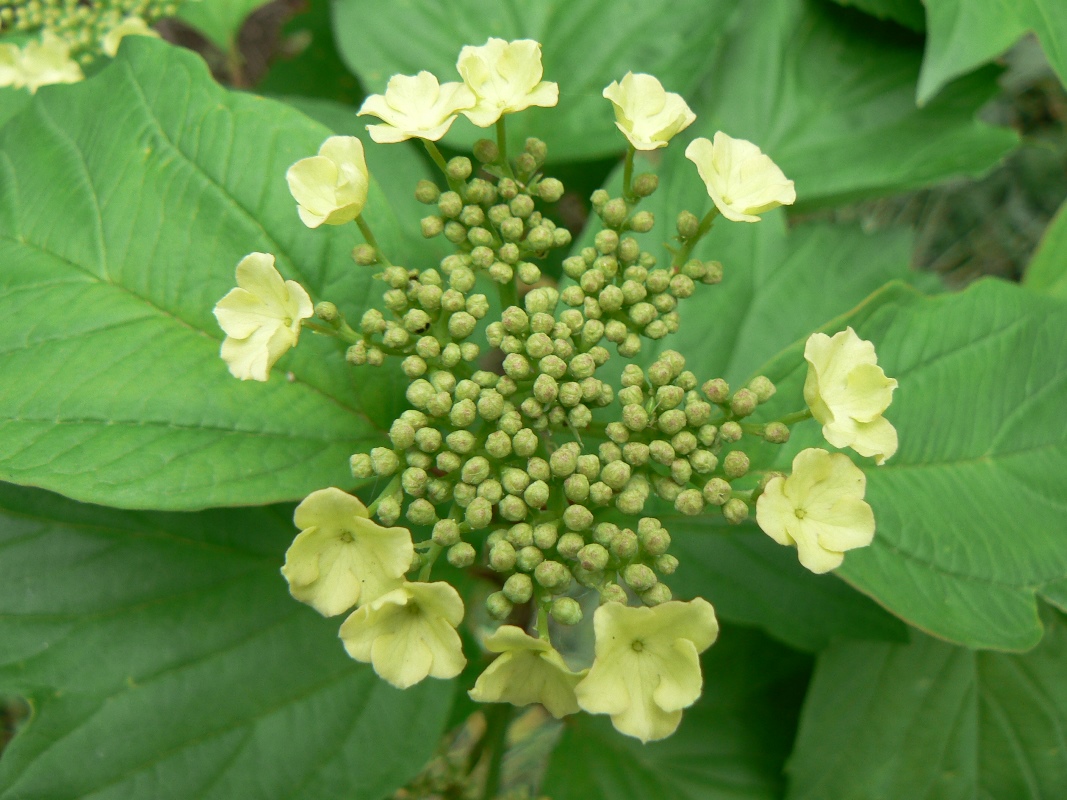 Изображение особи Viburnum sargentii.