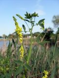 Melilotus officinalis