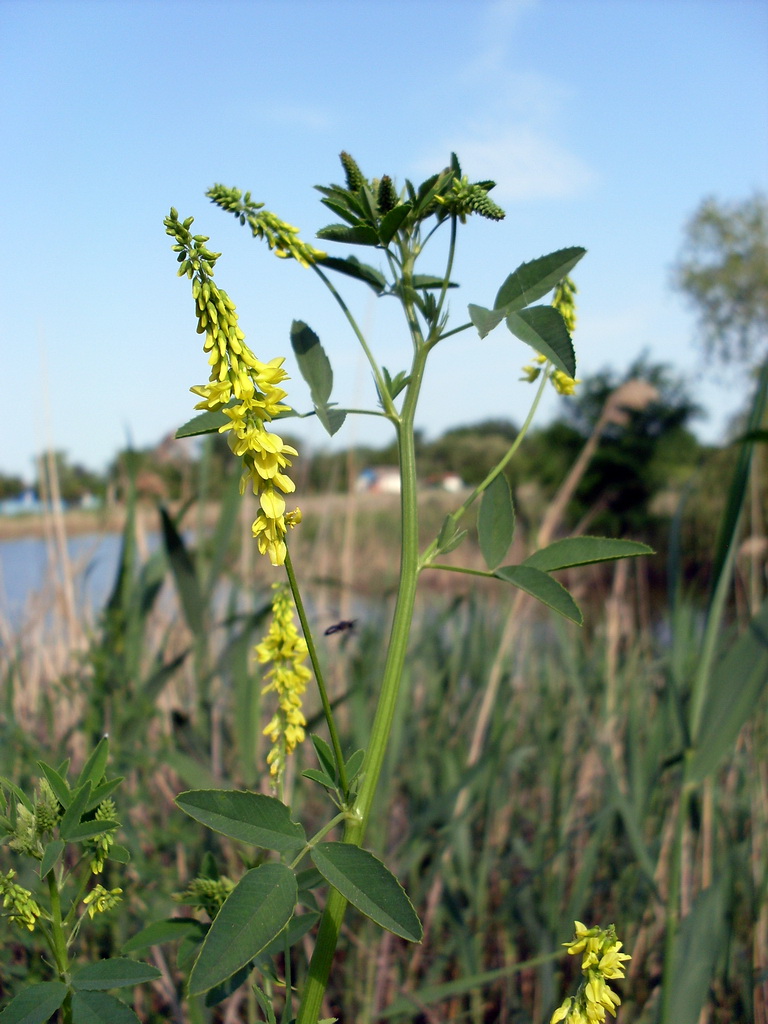 Изображение особи Melilotus officinalis.