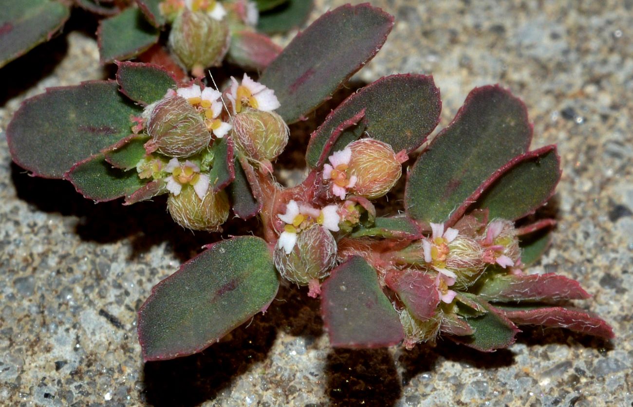 Image of Euphorbia maculata specimen.