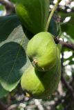 Ficus carica. Соплодия-сиконии. Крым, Южный Берег, г. Алушта, в культуре. 20.07.2021.