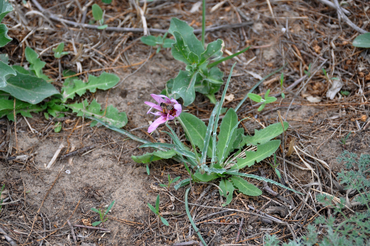 Image of Tragopogon ruber specimen.