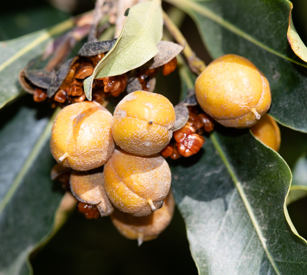 Image of Pittosporum undulatum specimen.