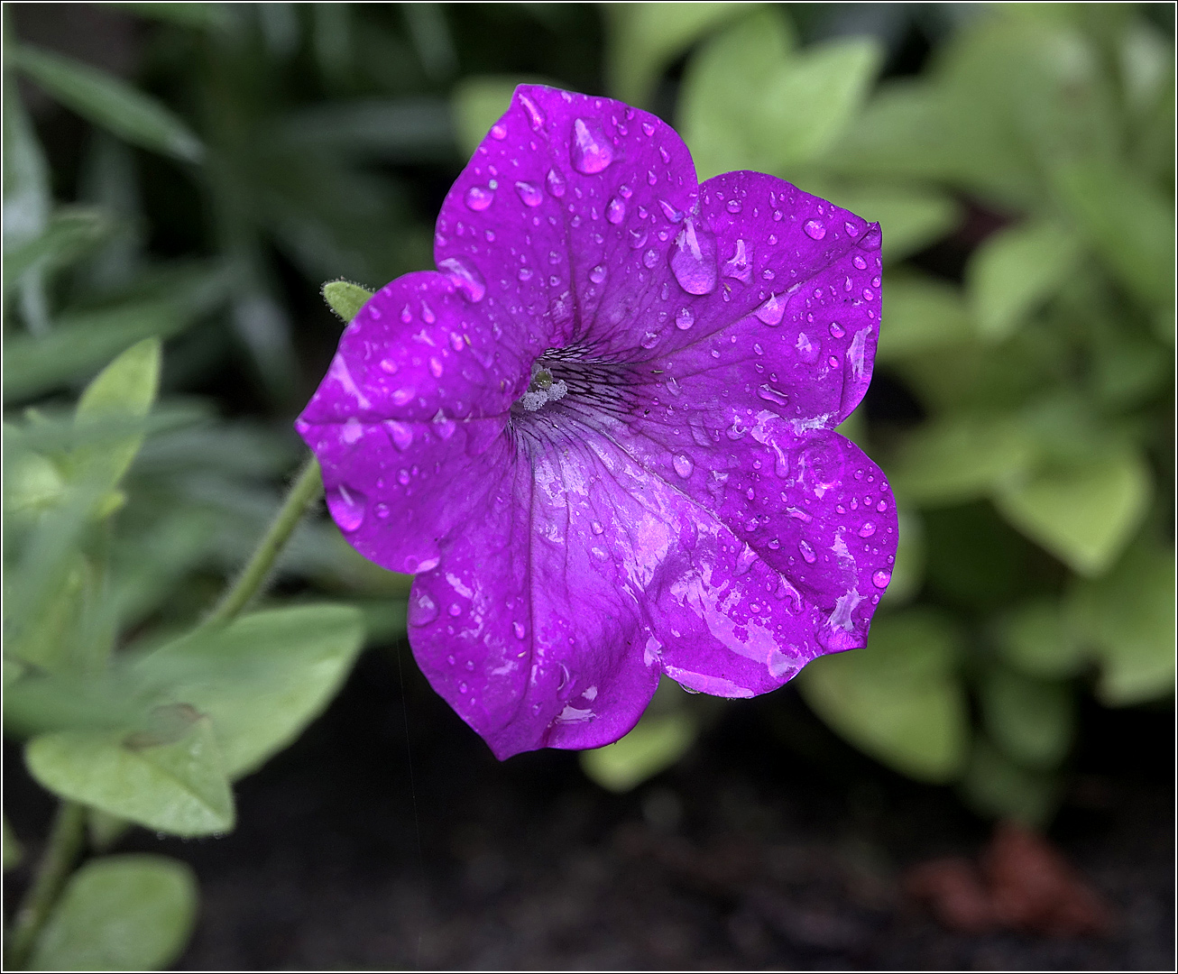 Image of Petunia &times; hybrida specimen.