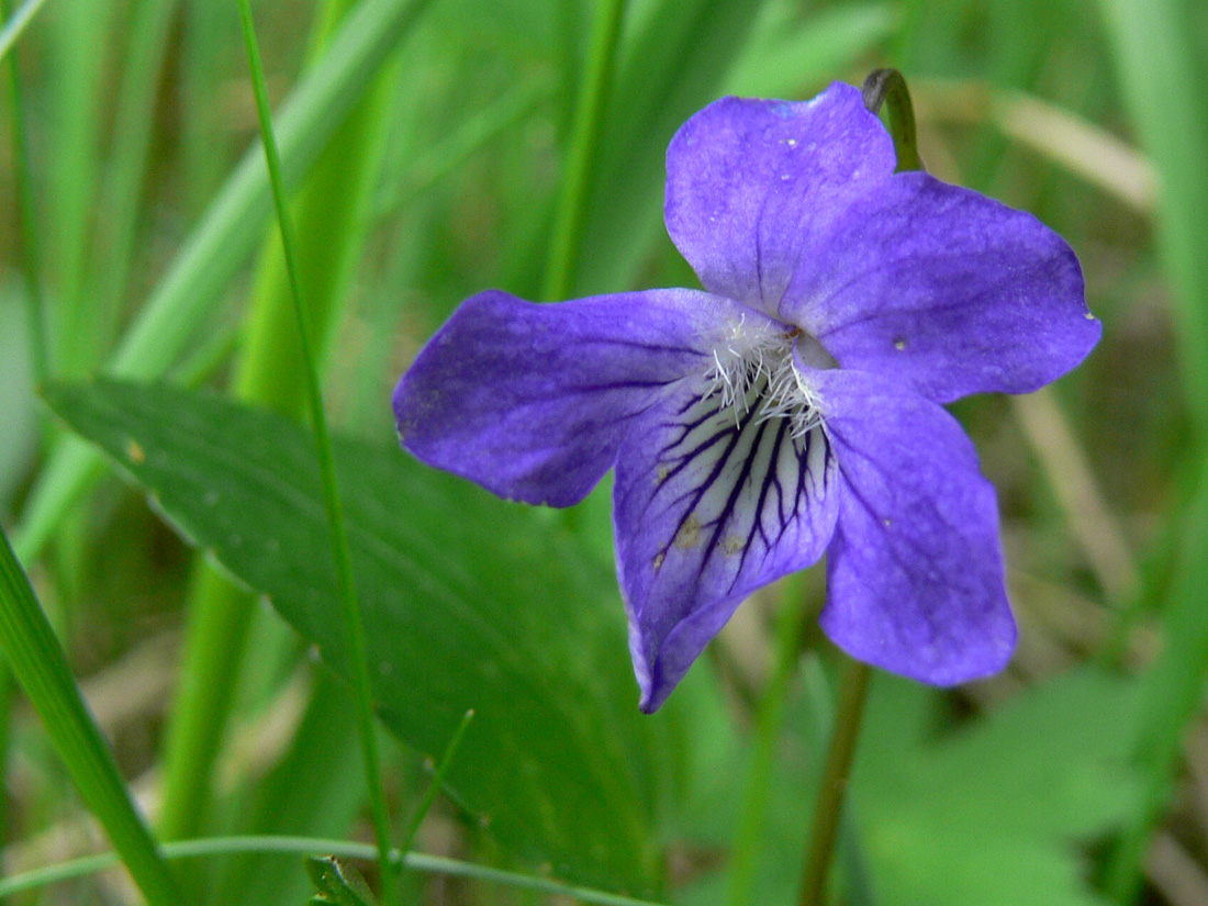 Изображение особи Viola ruppii.