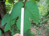 Vitis amurensis. Лист. Ульяновск, Заволжский р-н, парк им. 40-летия ВЛКСМ. 17.08.2021.