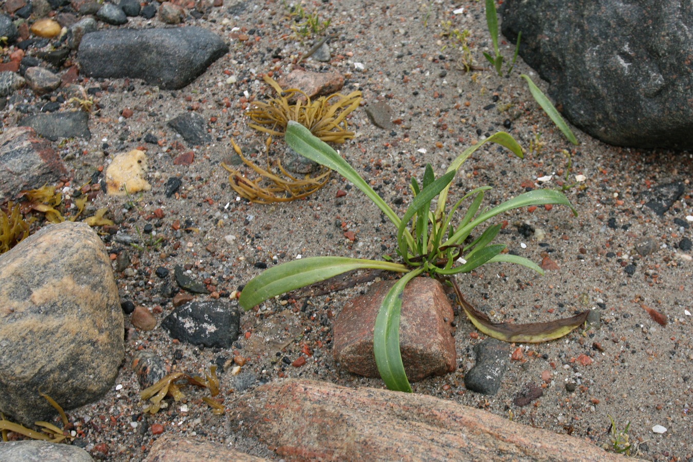 Изображение особи Tripolium pannonicum ssp. tripolium.