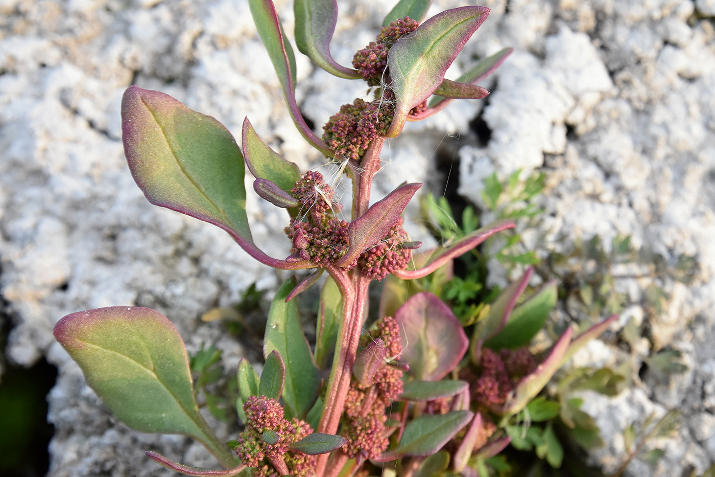 Изображение особи Oxybasis chenopodioides.