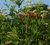 Sambucus ebulus