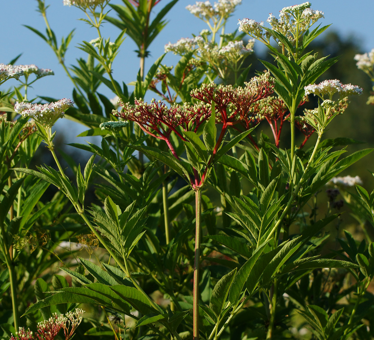 Изображение особи Sambucus ebulus.