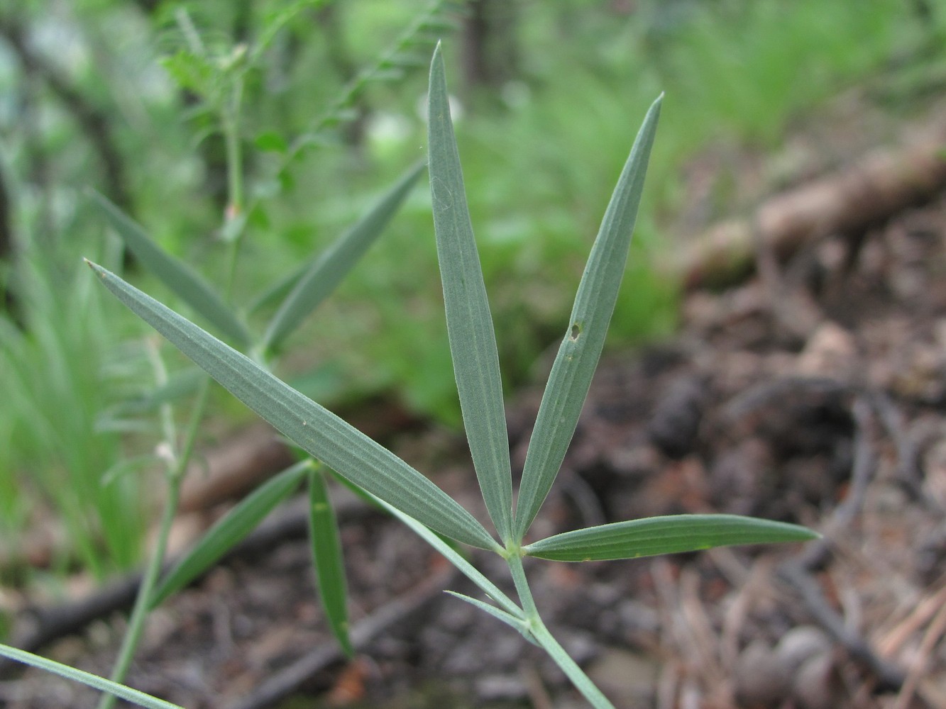 Изображение особи Lathyrus cyaneus.