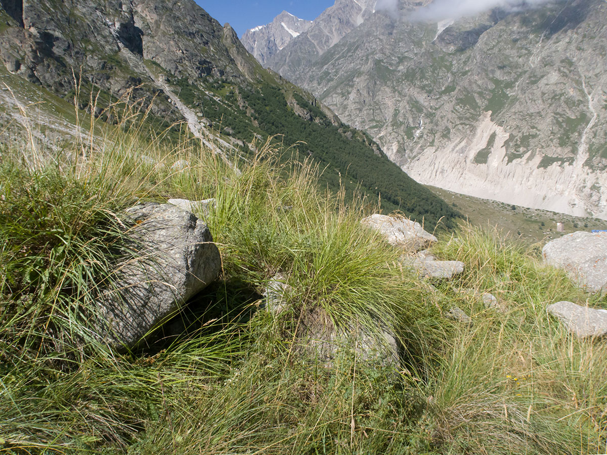 Изображение особи Festuca caucasica.