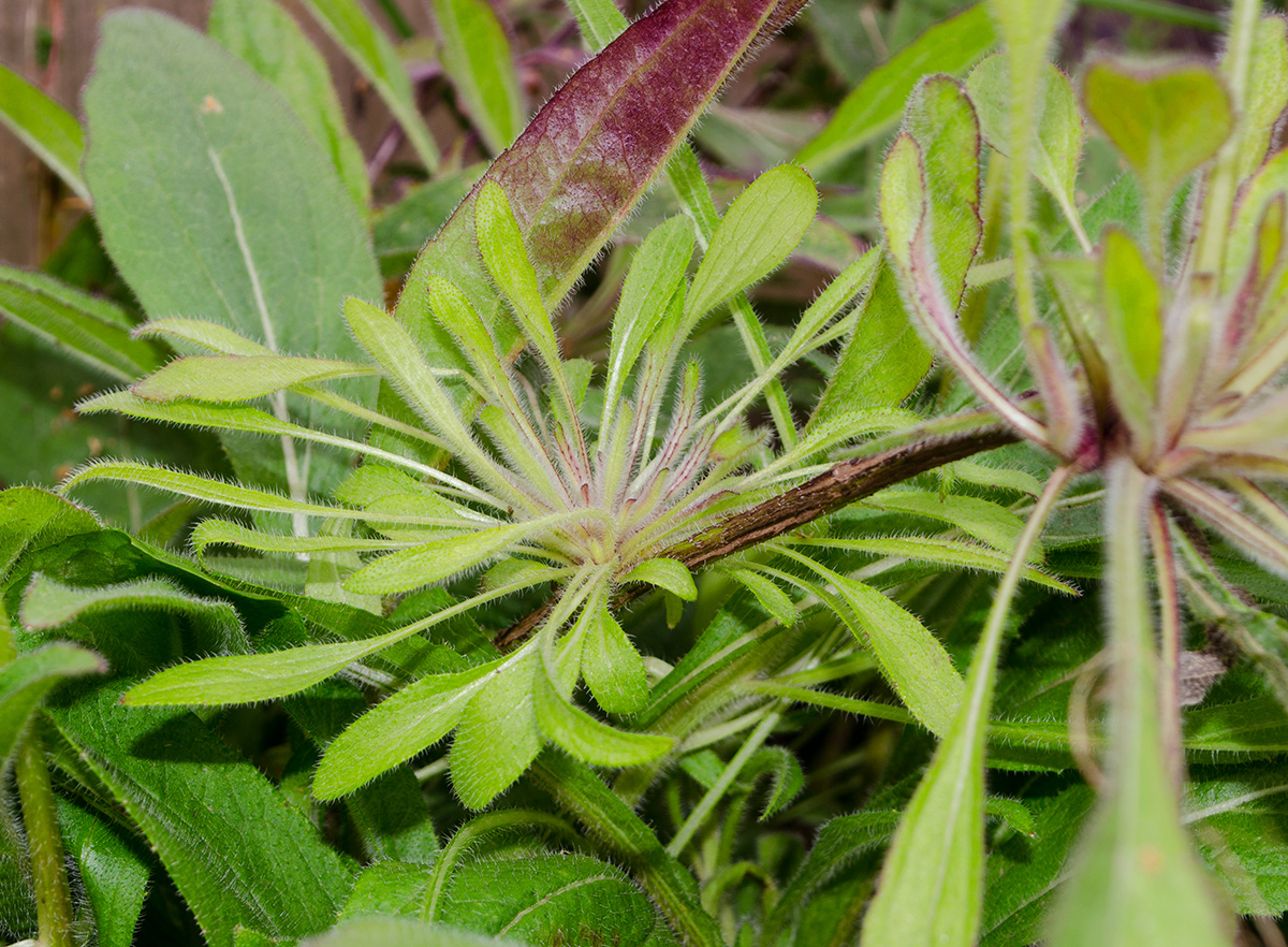 Image of Rudbeckia hirta specimen.