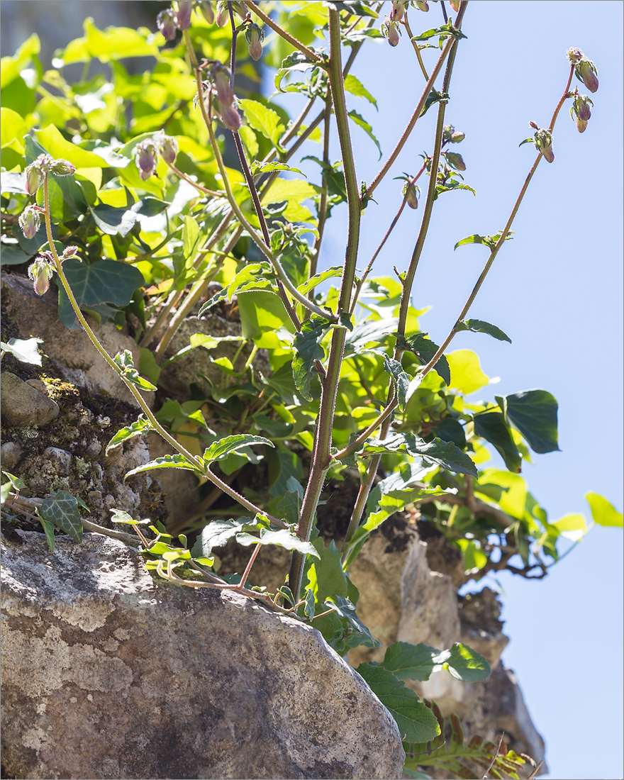 Image of Campanula longistyla specimen.