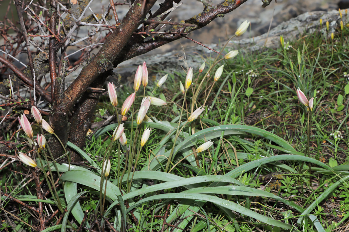 Image of Tulipa turkestanica specimen.