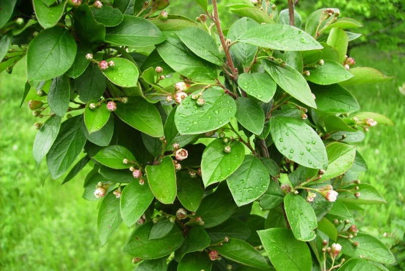 Изображение особи Cotoneaster lucidus.