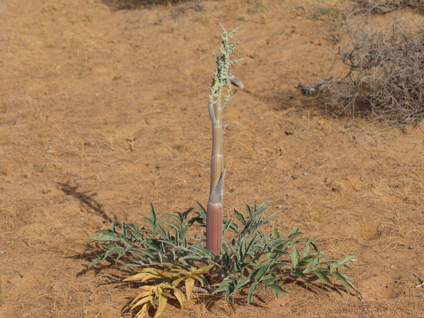 Image of Dorema sabulosum specimen.