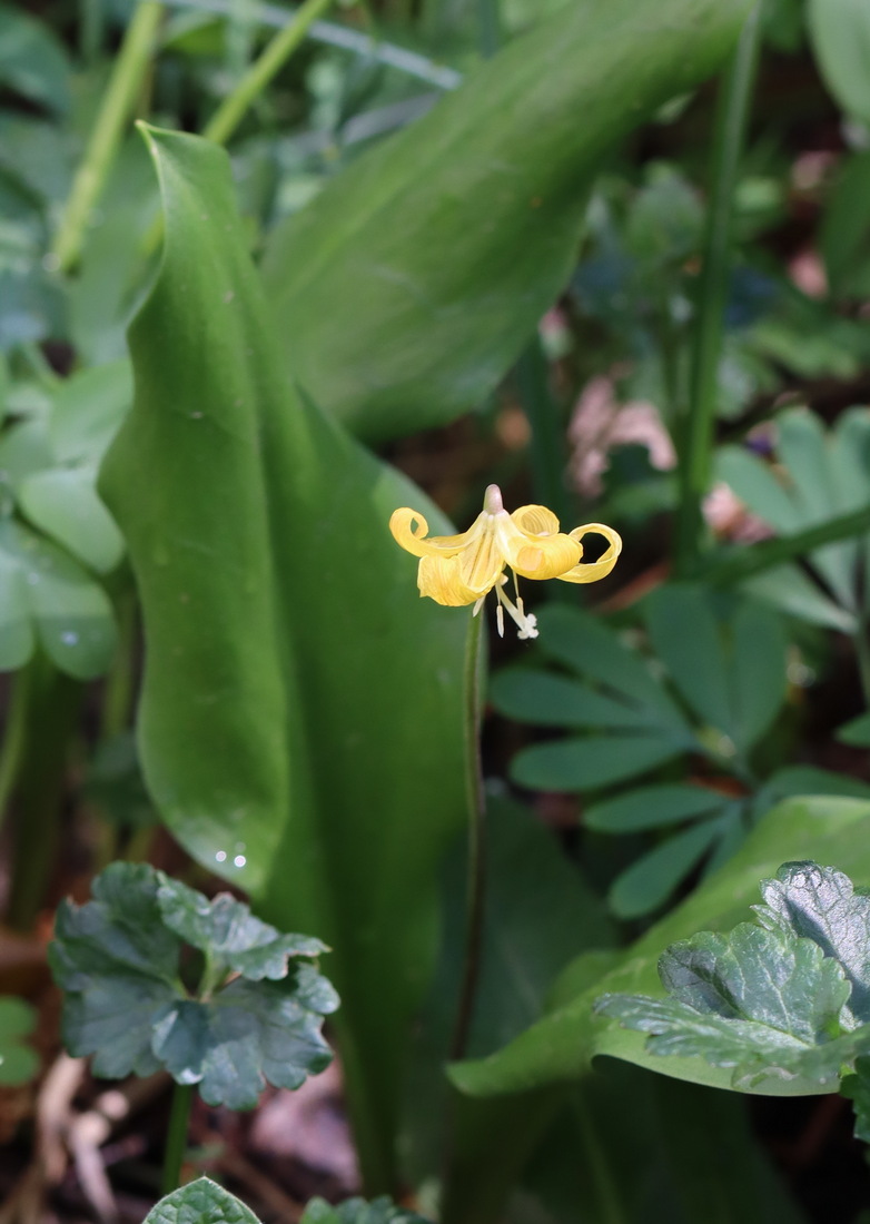 Изображение особи Erythronium tuolumnense.